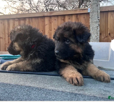 5 German Shepherd puppies long coat