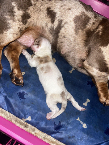 Cream dapple Miniature dachshund puppy