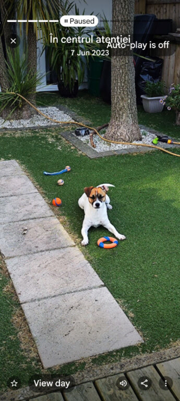 Jack Russel for stud