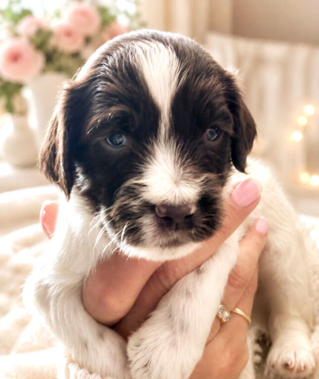 English Springer Spaniel Puppies