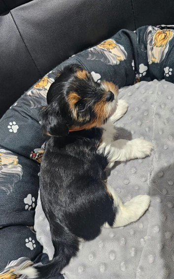 Beautiful Yorkshire Terrier  Puppies with stunning tricolour markings, looking for their forever homes