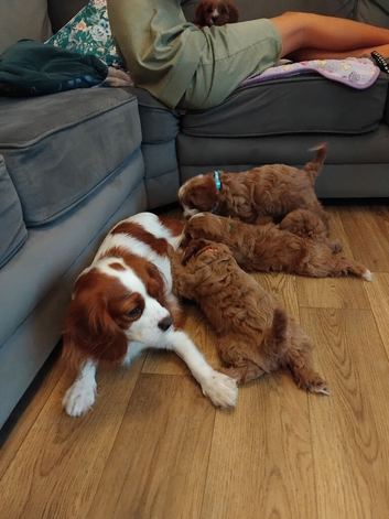 Cavapoos
