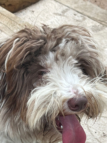 Henry schnoodle