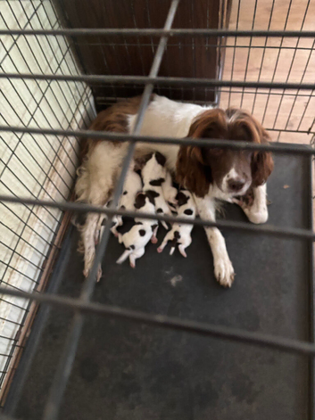 7 English springer spaniel puppies