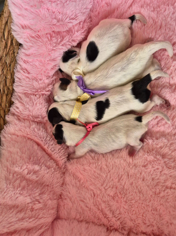 Gorgeous Maltese & Lhasa-apso puppies