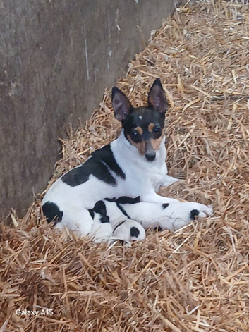 Jack Russell puppies