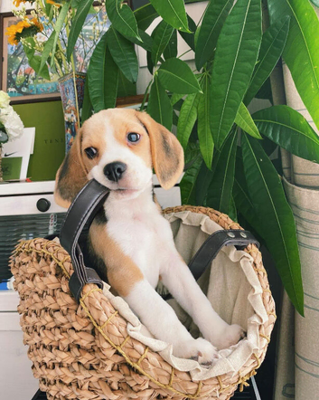 Stunning Health Tested Beagle Puppies