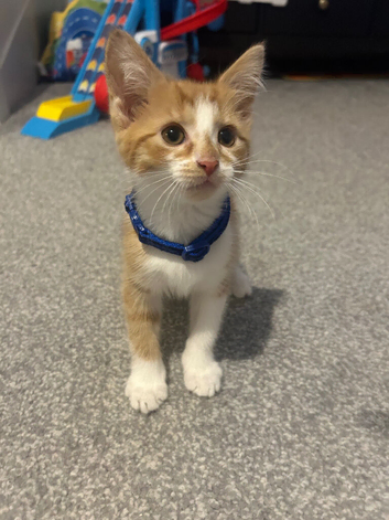 Dorito