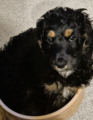 F1 Cockapoo's 2 boys left - Vet checked healthy and ready to leave