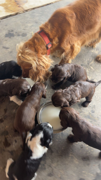 Cockerspaniel puppies
