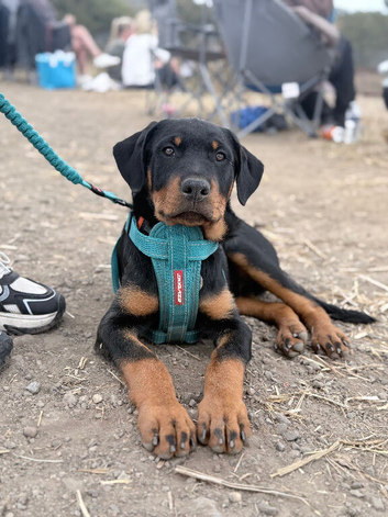 Rottweiler pup