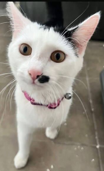 Millie - 8 month old kitten