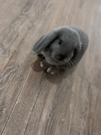 Mininlop x Holland lop bunnies