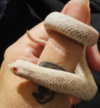 2026 baby snow hognose male baby