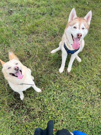 Husky&rsquo;s