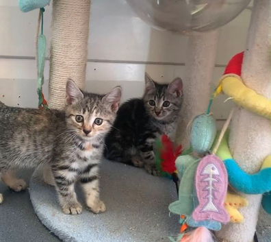 BSH Silver X bundles of love