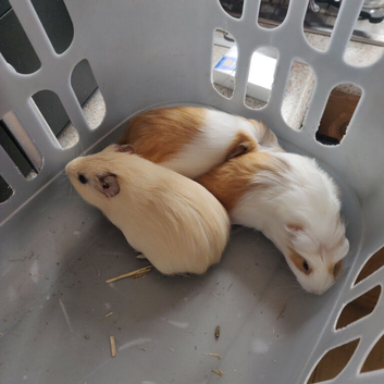 Baby guinea pigs