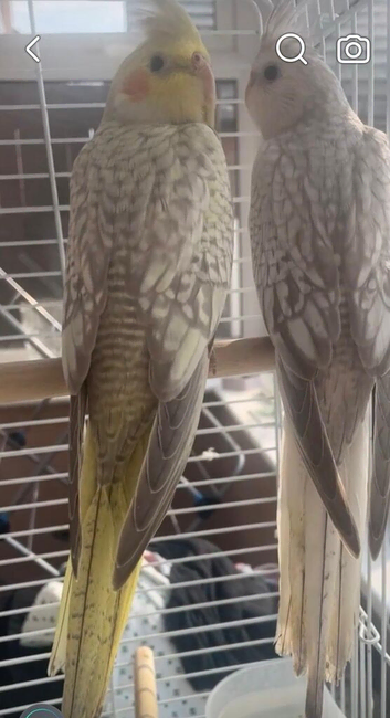 Baby cockatiels with hatch certificate