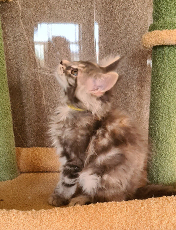 Beautiful blue torbie maine coon