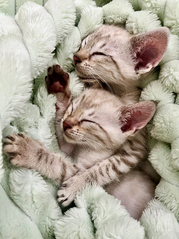 Pedigree Snow Bengal Kittens Ready Now - Seal Lynx Point + Seal Mink. TICA Parents