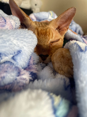 Devon Rex cross Sphynx