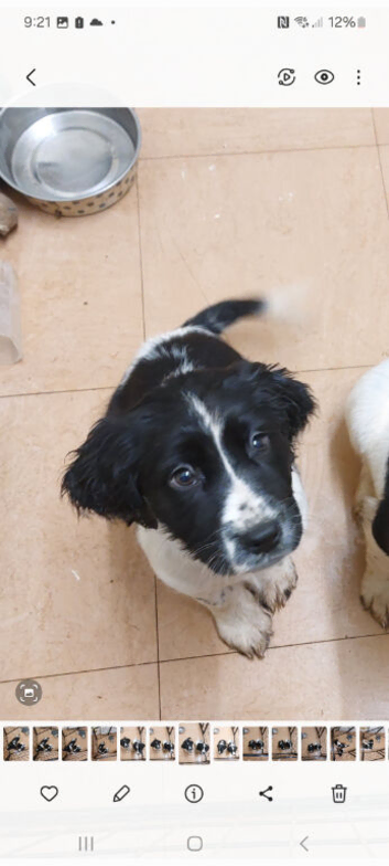 Female Springer Spaniel Pup