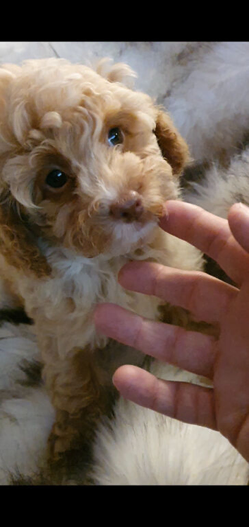 Toy Poodle puppies ready now, both parents KC, and health tested. Superb bloodlines.