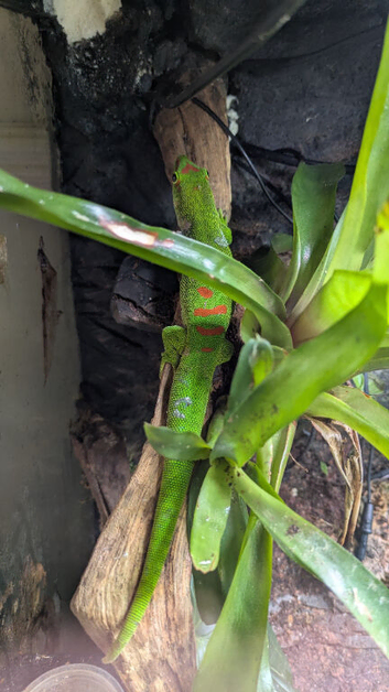 2 giant Madagascar day geckos for sale