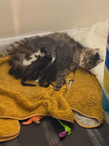 Maincoon x Bengal