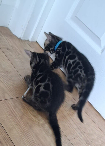 Bengal kitten