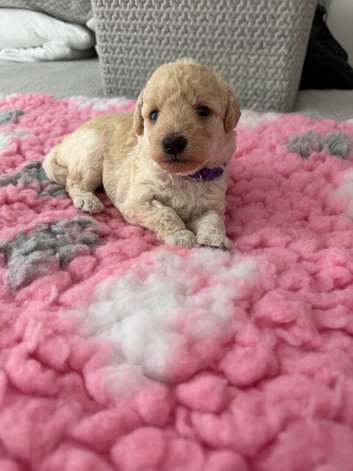 F1Bb miniature labradoodles