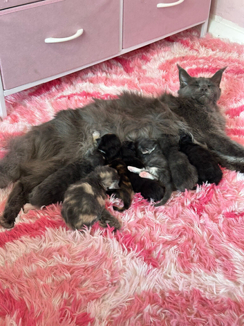 Pure Maine coon kittens for sale