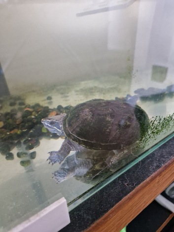 musk turtle