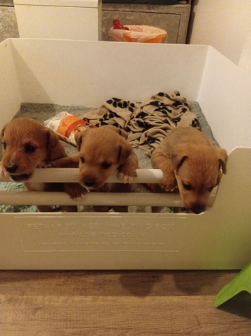 Lakeland terrier puppy's