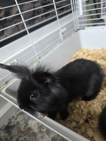 5 baby bunnies