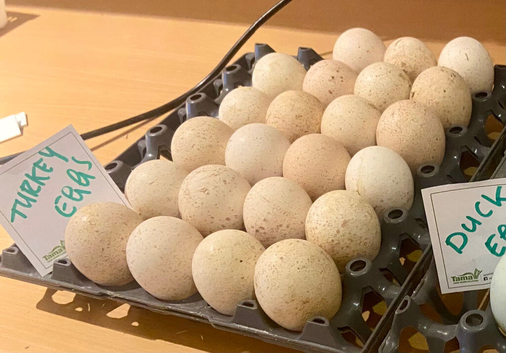 Bronze and black turkey fertile hatching eggs
