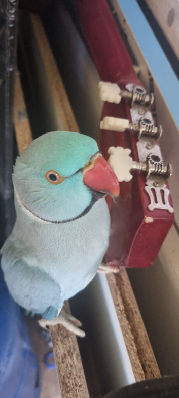 Indian Ringneck parrot