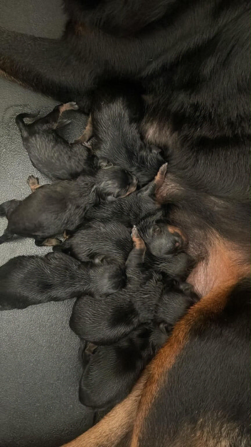 Rottweiler pups