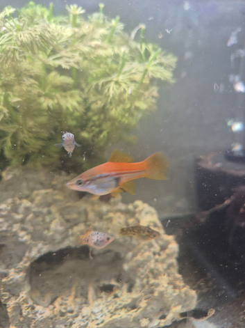 Swordtails