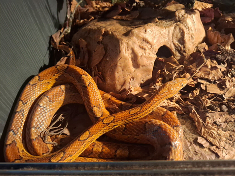 Male Cornsnake with set up