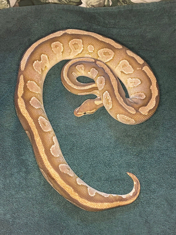 Reduced male and female ball pythons