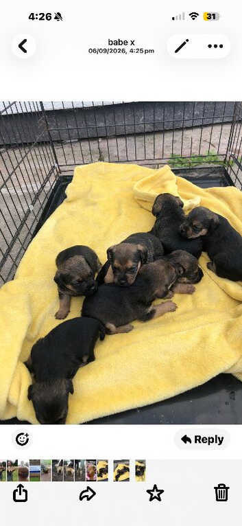 Border x Lakeland pups for sale