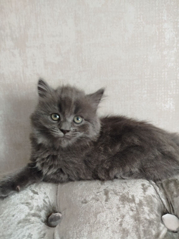 Mixed russian blue girls