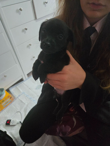 Chihuahua x puppies