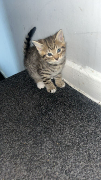 Male kittens ready