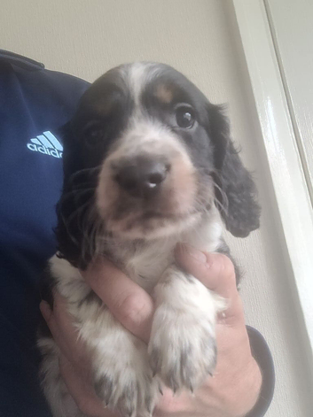 Cocker spaniel pups