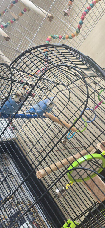 2 Bird with cage for sale liverpool..