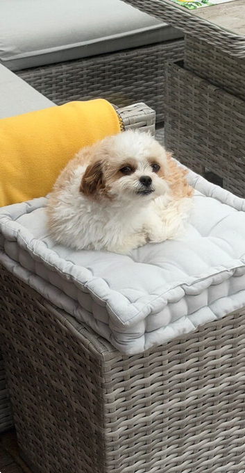 Cavapoo