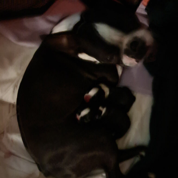 Gorgeous wee Scottish Boston terriers puppies for rehoming