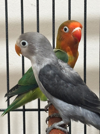 2 baby lovebirds